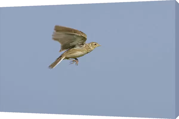 Eurasian Skylark flying, Alauda arvensis