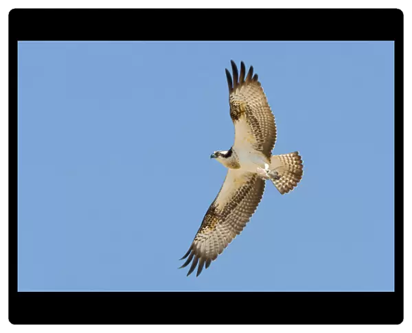 Osprey in flight, Oman