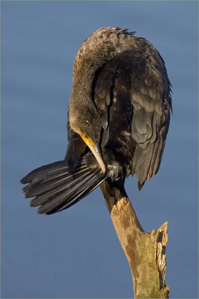 Great Cormorant perched on a pole, Phalacrocorax carbo, Italy