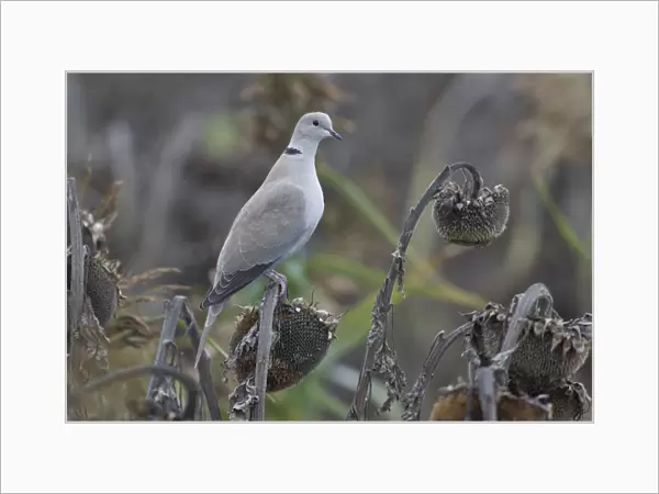 Eurasian Collared Dove perched, Streptopelia decaocto