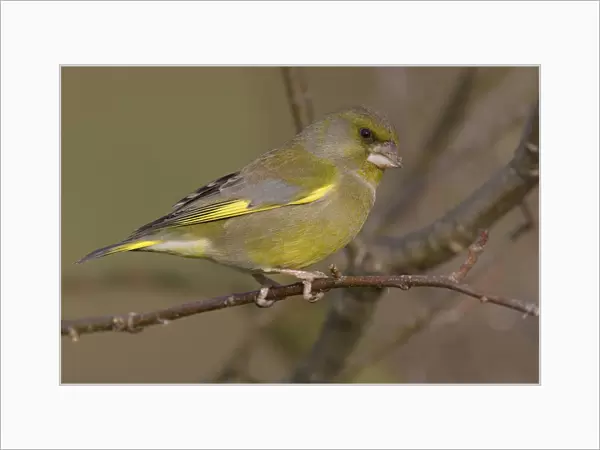 Male European Greenfinch perched on a branch, Chloris chloris, Italy