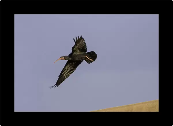 Northern Bald Ibis in flight, Geronticus eremita