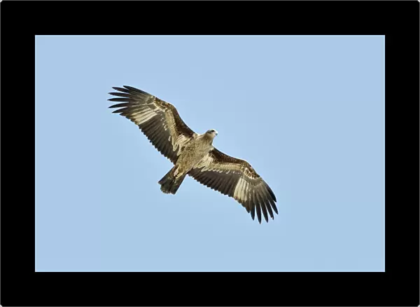 Pallas's Fish-eagle (Haliaeetus leucoryphus) juvenile in flight over Mongolian lake, Mongolia