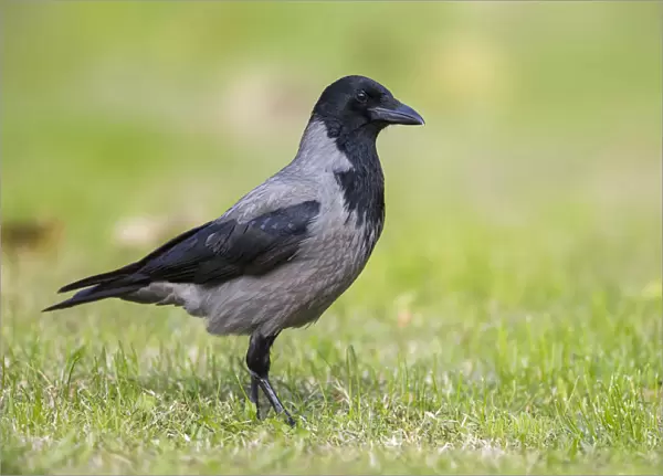 Hooded Crow, Corvus cornix