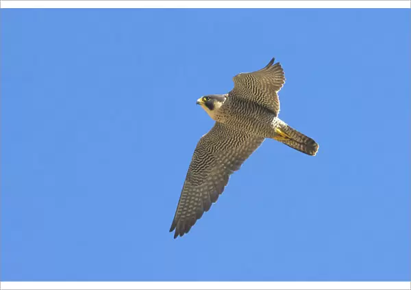 Falco peregrinus, Peregrine Falcon, Italy