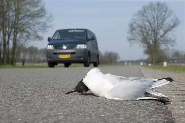 Common Black-headed Gull hit by car, Chroicocephalus ridibundus, The Netherlands