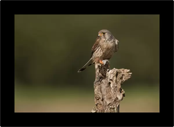 Common Kestrel male perched on pole with prey, Falco tinnunculus, The Netherlands