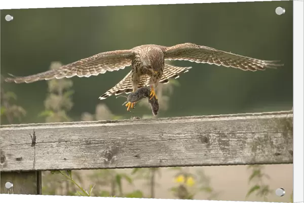 Common Kestrel female landing on gate with mouse, Falco tinnunculus, The Netherlands