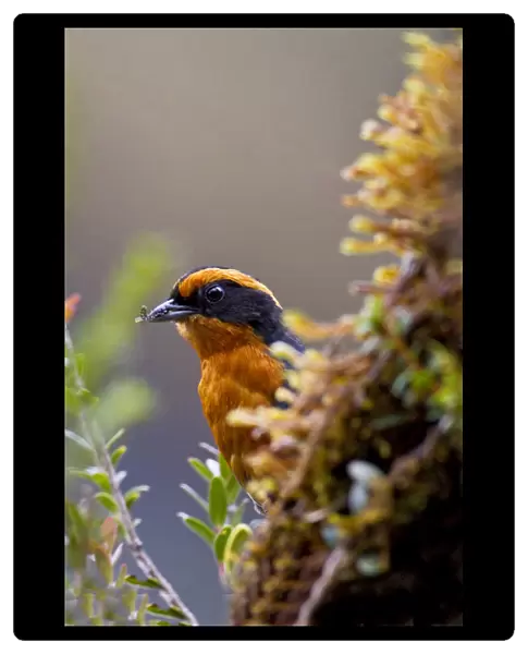 Rufous-browed Hemispingus, Hemispingus rufosuperciliaris, Peru