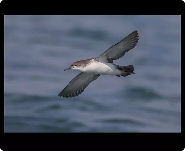 Yelkouan Shearwater in flight, Puffinus yelkouan, Italy