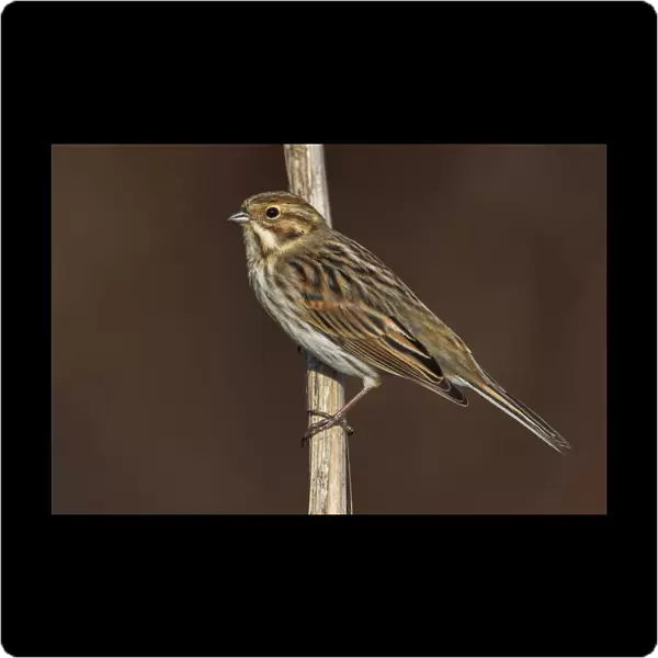 Reed Bunting, Italy