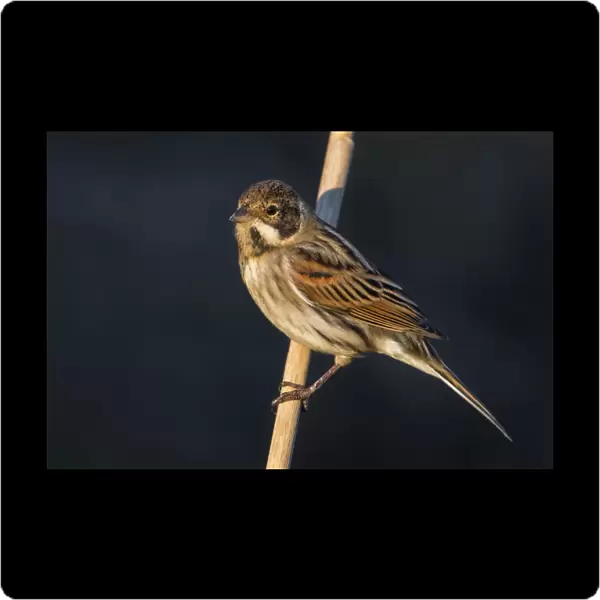 Male Reed Bunting, Italy