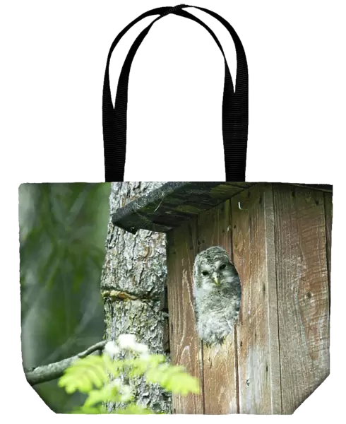 Ural Owl, Strix uralensis, Finland