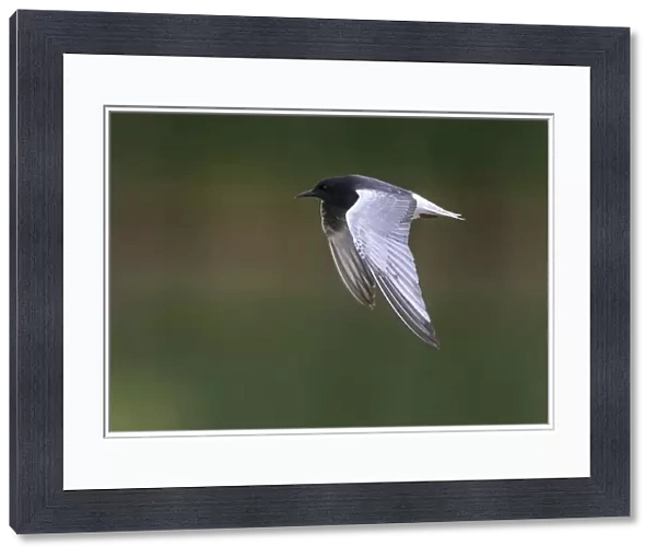 White-winged Tern adult in flight, Chlidonias leucopterus, Italy
