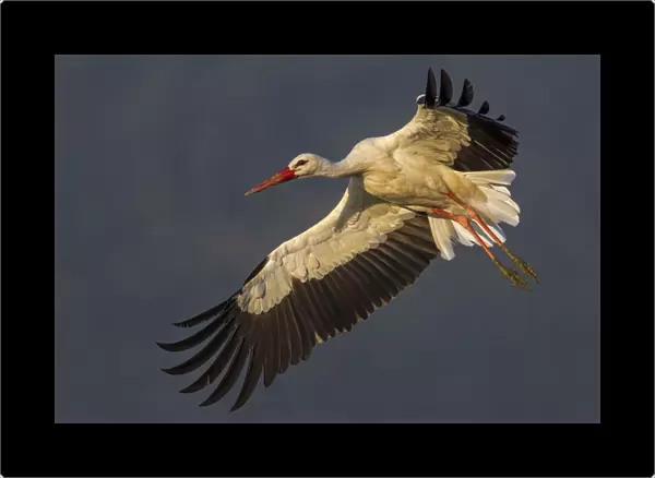 Ciconia ciconia, White Stork, Italy