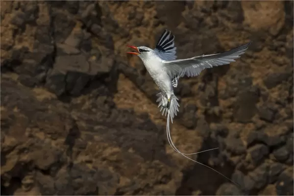 Red-billed Tropicbird calling in flight, Phaethon aethereus, Capo Verde