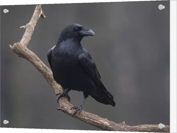 Common Raven perched