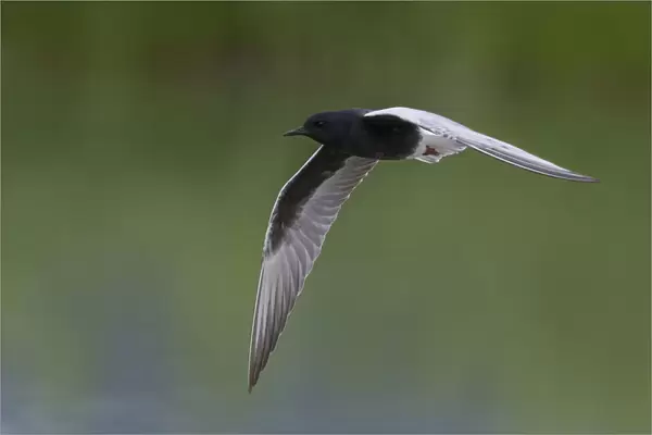 White-winged Tern adult in flight, Chlidonias leucopterus, Italy