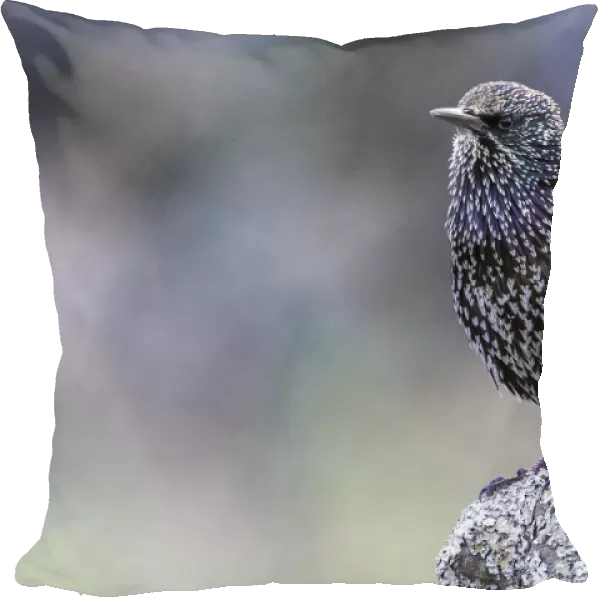 Common Starling ssp granti, Sturnus vulgaris, Portugal