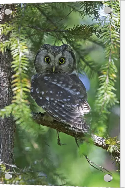 Boreal Owl, Aegolius funereus, Finland