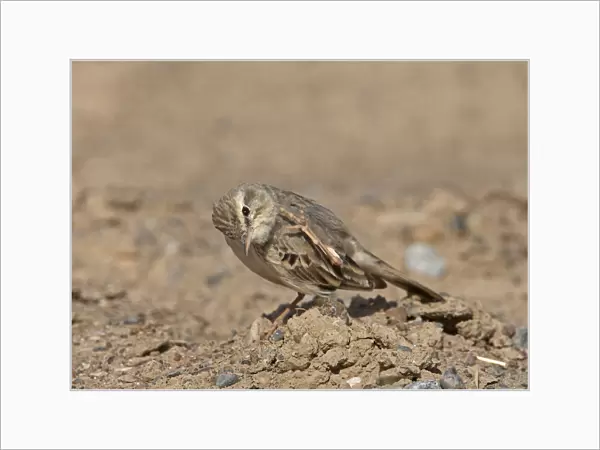Tawny Pipit standing on the ground, Anthus campestris, Sultanate of Oman