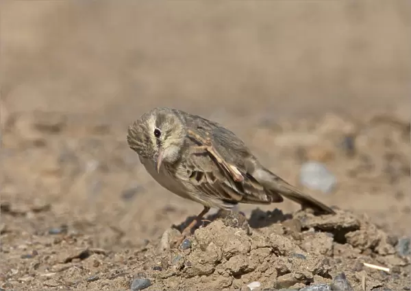 Tawny Pipit standing on the ground, Anthus campestris, Sultanate of Oman