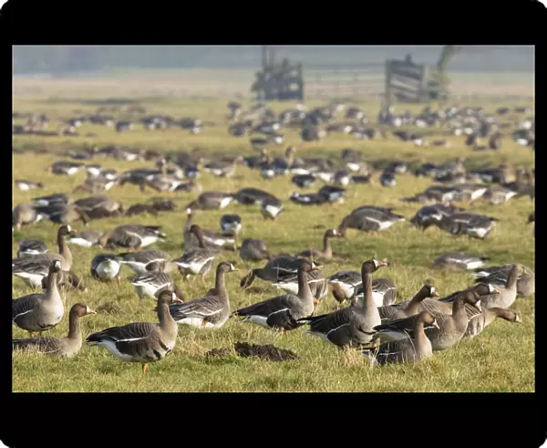 Group of Greater White-fronted Geese in meadow, The Netherlands
