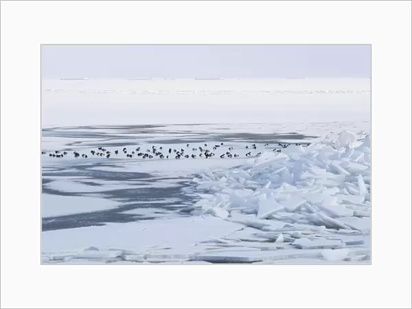 Tufted Ducks cloesed in by ice, Aythya fuligula