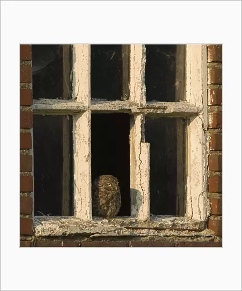 Little Owl adult perched in window, Athene noctua