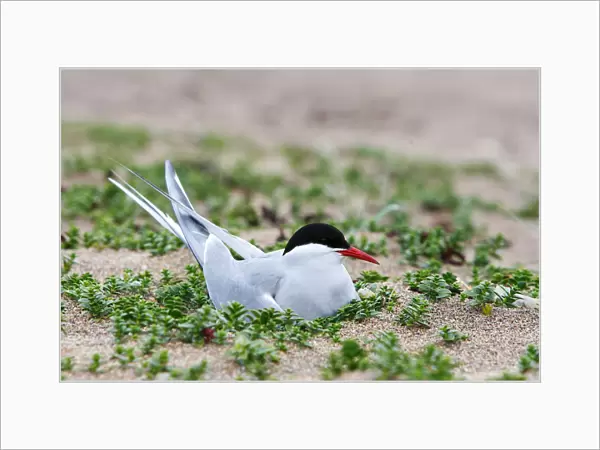 Arctic Tern, Sterna paradisaea