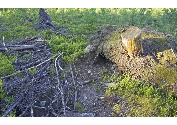 Eurasian Eagle-Owl nesting site, Bubo bubo, Finland