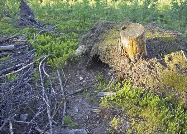 Eurasian Eagle-Owl nesting site, Bubo bubo, Finland