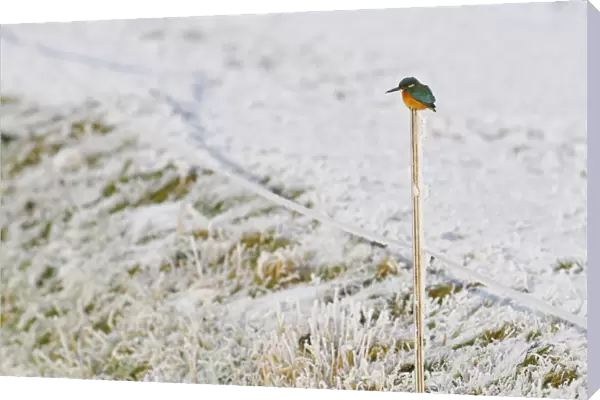 Male Common Kingfisher in winter, Alcedo atthis, The Netherlands