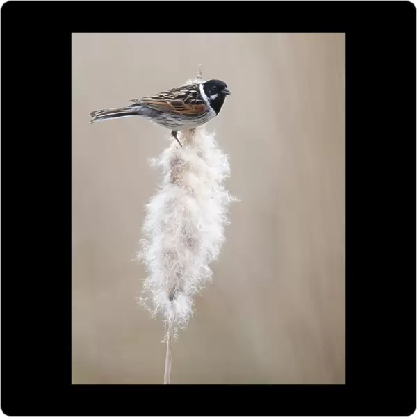 Male Common Reed Bunting in summer plumage perched on reed, Emberiza schoeniclus, The Netherlands