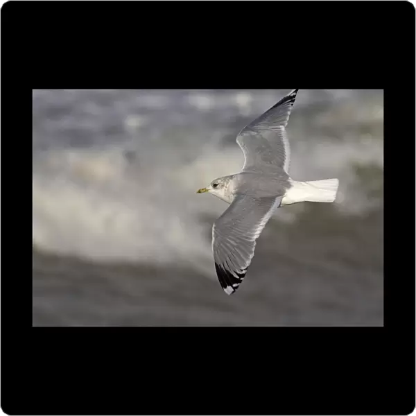 Mew Gull in flight, Larus canus