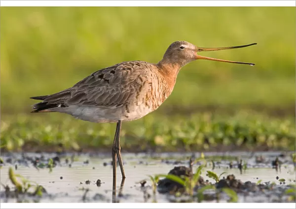Black-tailed Godwit in wet meadow, Limosa limosa