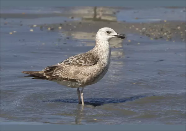 Second year Lesser Black-backed Gull, Larus fuscus