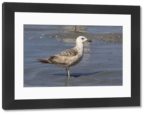 Second year Lesser Black-backed Gull, Larus fuscus