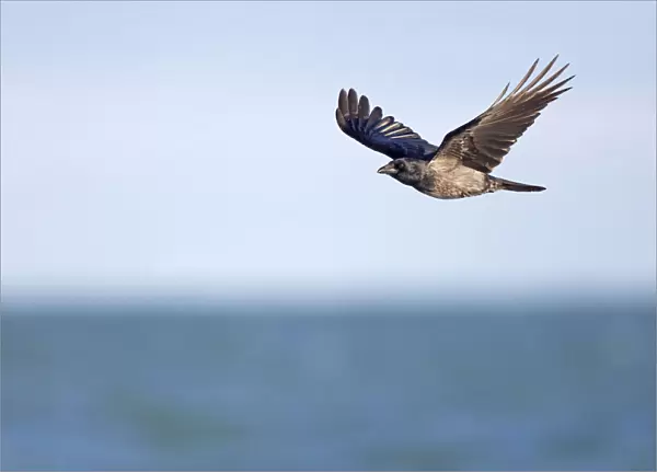 Hybrid Hooded Crow x Carrion Crow flying, Corvus corone, Corvus cornix, Germany