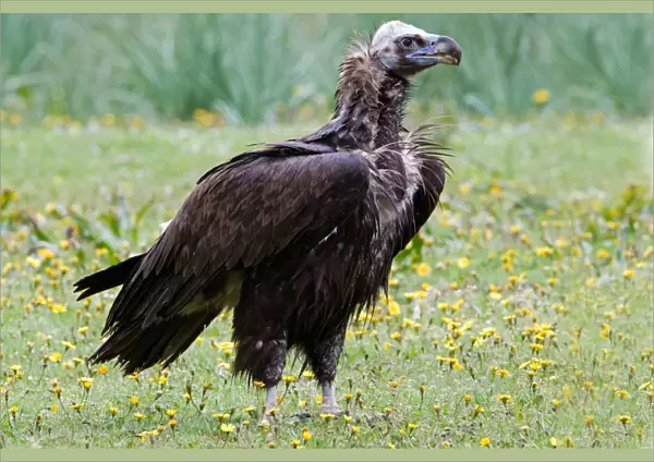 Cinereous Vulture perched, Aegypius monachus