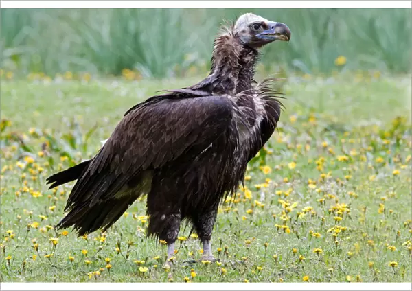 Cinereous Vulture perched, Aegypius monachus