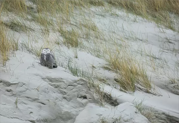 Snowy Owl in the Dunes of Vlieland, Bubo scandiacus