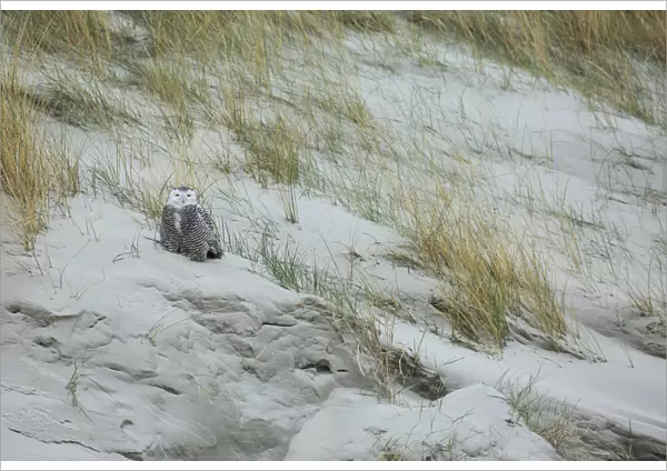 Snowy Owl in the Dunes of Vlieland, Bubo scandiacus