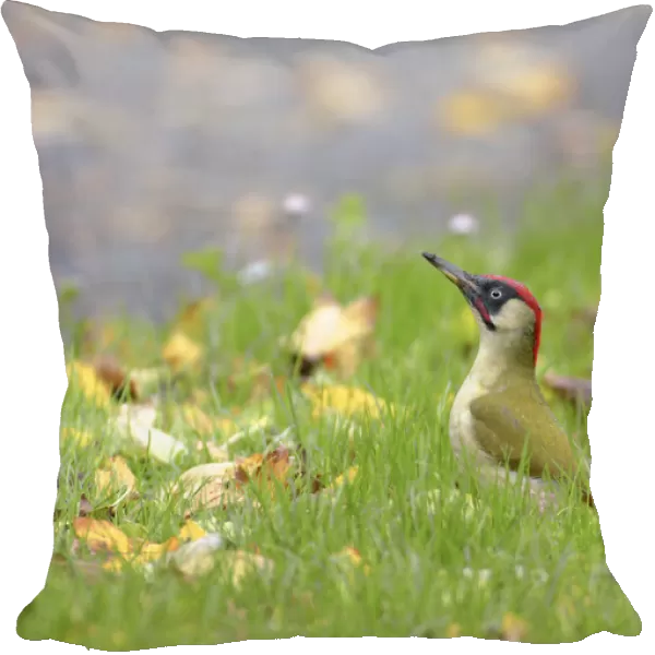 Picus viridis, Green Woodpecker, The Netherlands