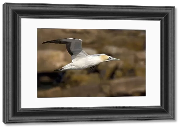 Cape Gannet in flight, Morus capensis