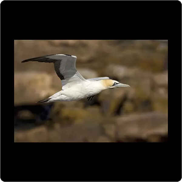 Cape Gannet in flight, Morus capensis