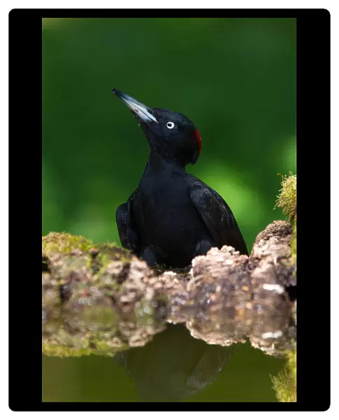 Black Woodpecker, Dryocopus martius