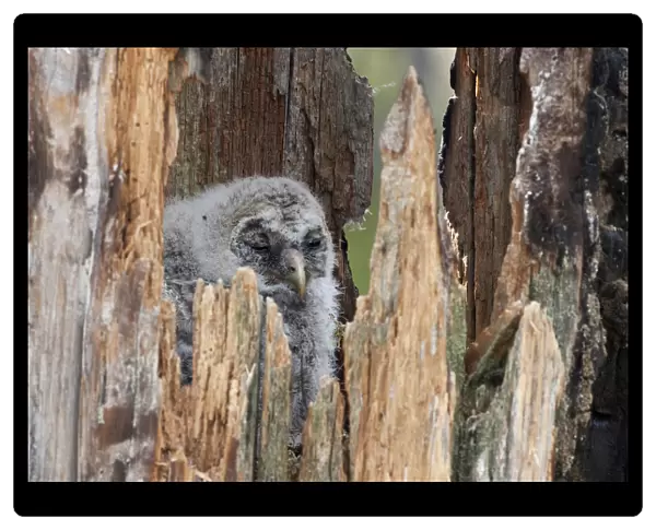 Ural Owl juvenile, Strix uralensis