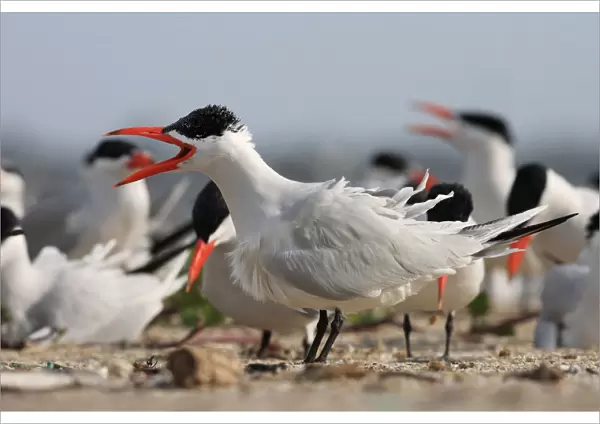 Group of Caspian Terns on the beach, Hydroprogne caspia