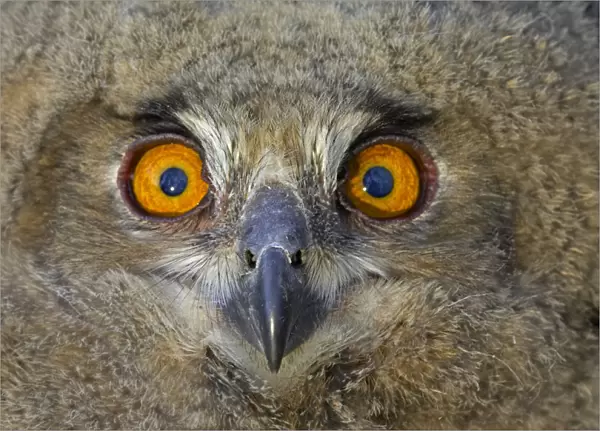 Eurasian Eagle-Owl juvenile, Bubo bubo, Finland